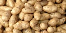Как заработать на выращивании картофеля